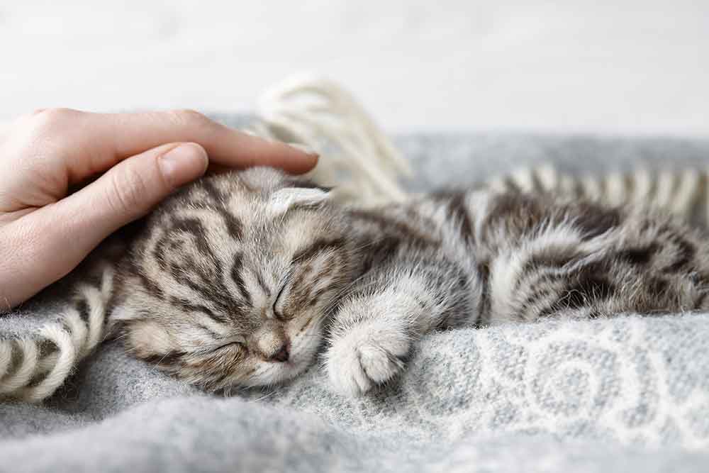 Veterinary anesthesia Charlotte grey cat Veterinary anesthesia Charlotte grey cat