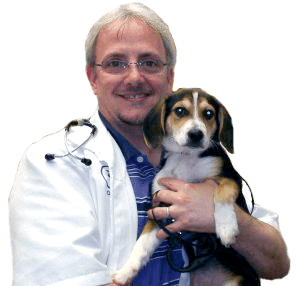 Armstrong vet holding puppy Armstrong veterinarian holding puppy