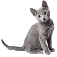 gray kitten