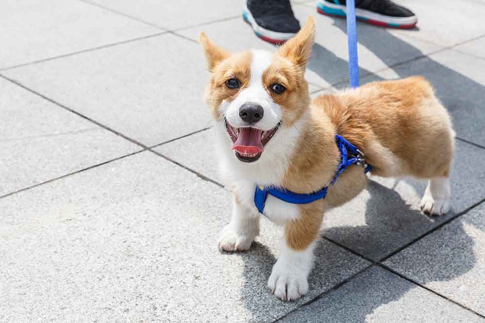 Charlotte puppy and pet wellness Charlotte puppy and pet wellness