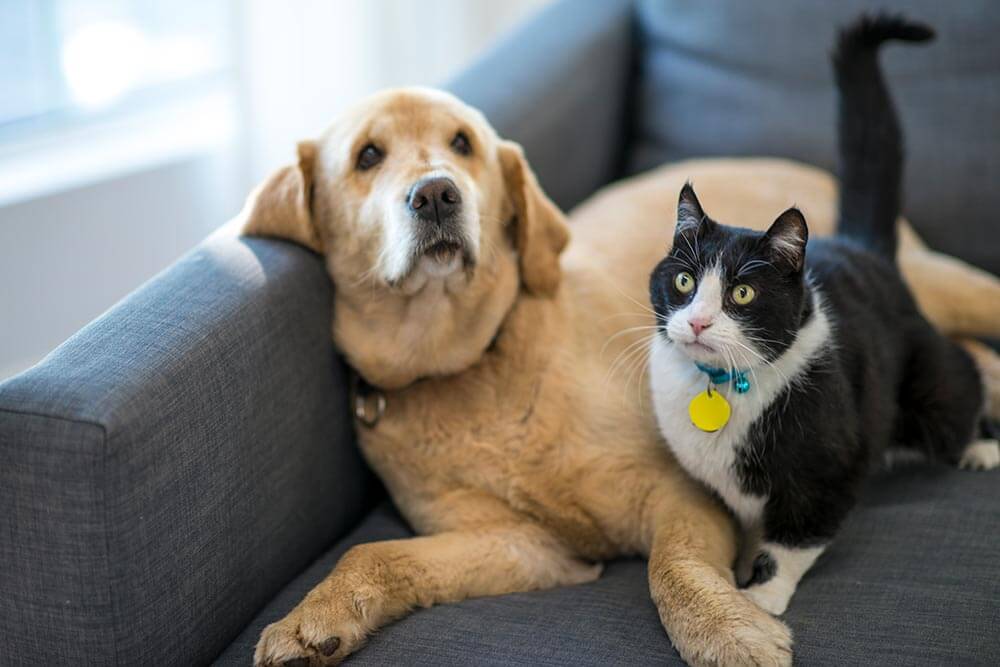 Charlotte dog and cat digital x-rays Charlotte dog and cat digital x-rays